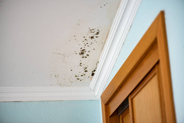 Best Commercial Mold Removal  in Safety Harbor, FL