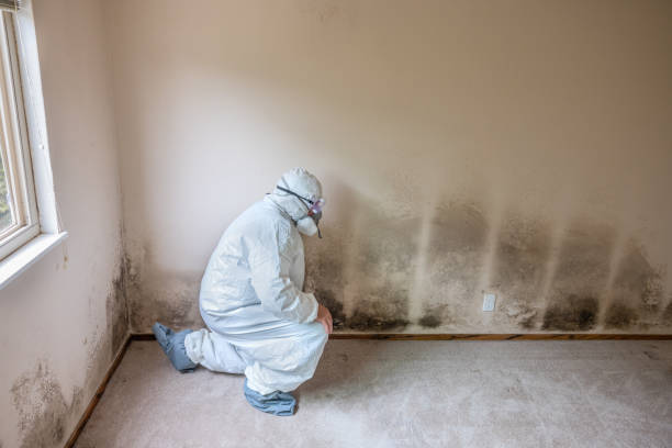 Best Office Mold Removal Services  in Safety Harbor, FL